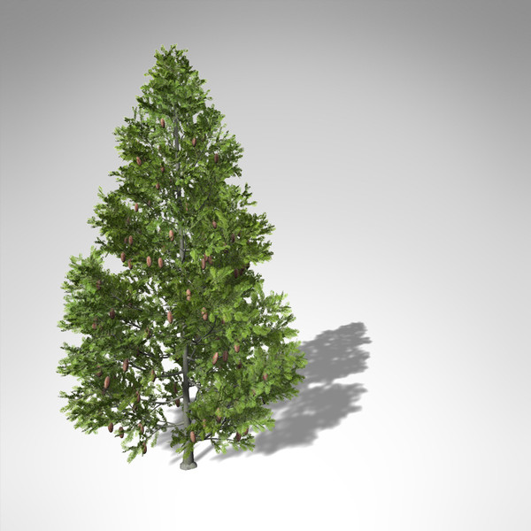 grand fir tree 3d model - XfrogPlants Grand Fir... by xfrog
