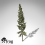 maya xfrogplants california red fir