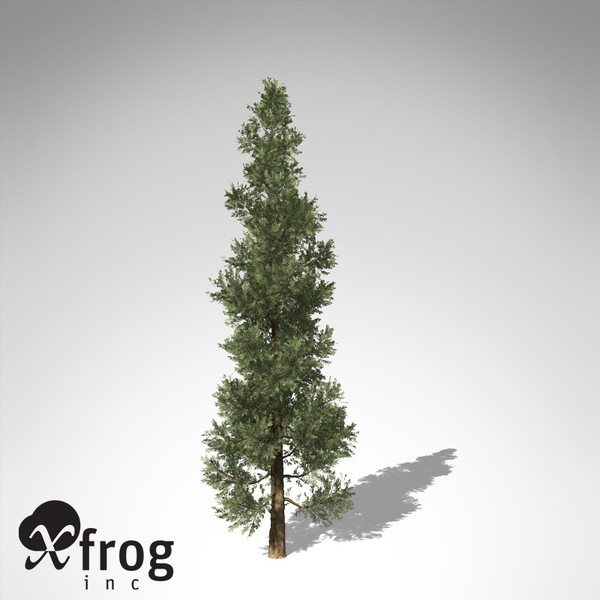 xfrogplants incense cedar tree 3d model - XfrogPlants Incense Cedar... by xfrog