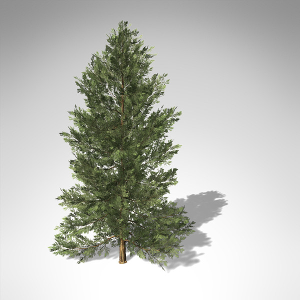 xfrogplants incense cedar tree 3d model - XfrogPlants Incense Cedar... by xfrog