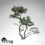 3d model xfrogplants monterey cypress tree