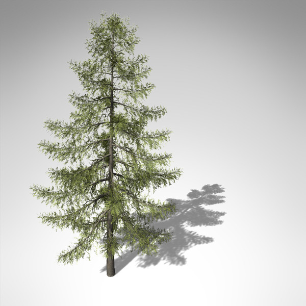 3d xfrogplants tamarack tree model - XfrogPlants Tamarack... by xfrog