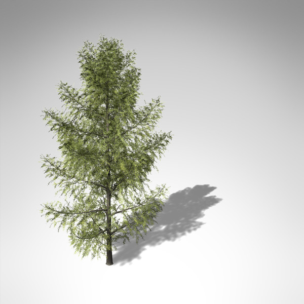 3d xfrogplants tamarack tree model - XfrogPlants Tamarack... by xfrog