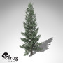 colorado blue spruce tree 3d model