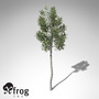 xfrogplants lodgepole pine tree 3d model