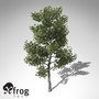 3dsmax xfrogplants coulter pine tree