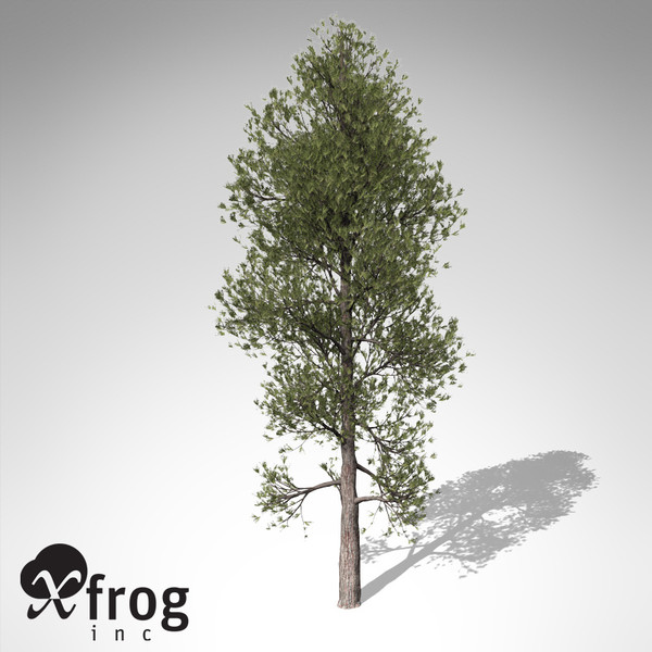 xfrogplants monterey pine tree 3d model - XfrogPlants Monterey Pine... by xfrog