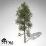 xfrogplants monterey pine tree 3d model