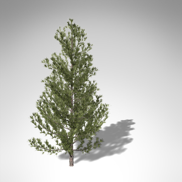 xfrogplants monterey pine tree 3d model - XfrogPlants Monterey Pine... by xfrog