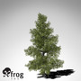 3d xfrogplants california nutmeg tree model