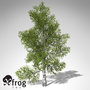 3d model xfrogplants paper birch tree