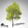xfrogplants southern catalpa tree 3ds