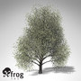 3ds xfrogplants american beech tree
