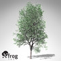 3d model xfrogplants kentucky coffeetree tree