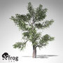 xfrogplants red juniper tree 3d lwo
