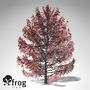 XfrogPlants Sweet Gum