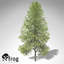 XfrogPlants Tuliptree