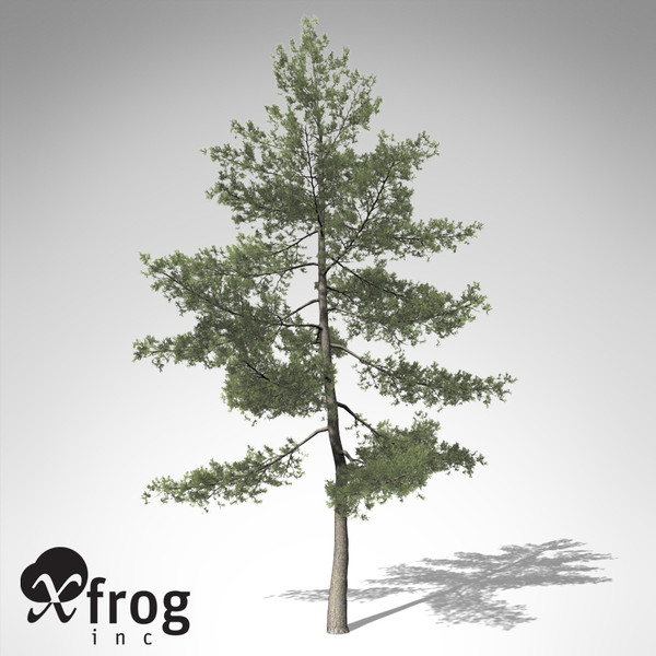 XfrogPlants Eastern White Pine 3D Models