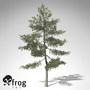 xfrogplants eastern white pine 3d model