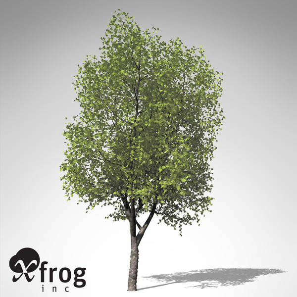 3d model of xfrogplants american planetree tree - XfrogPlants American Planetree... by xfrog