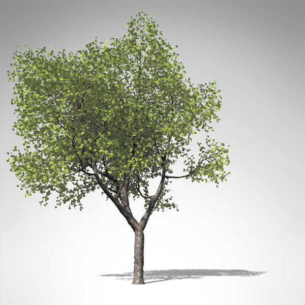 3d model of xfrogplants american planetree tree - XfrogPlants American Planetree... by xfrog