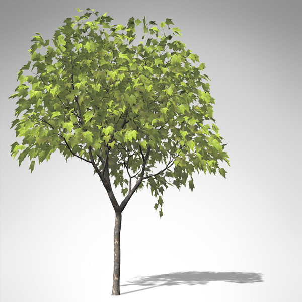 3d model of xfrogplants american planetree tree - XfrogPlants American Planetree... by xfrog