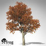 3d model of xfrogplants red oak tree
