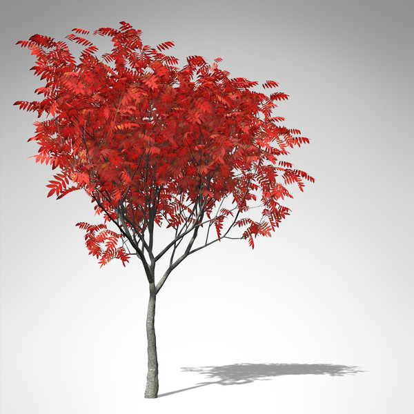 max xfrogplants staghorn sumac tree - XfrogPlants Staghorn Sumac... by xfrog
