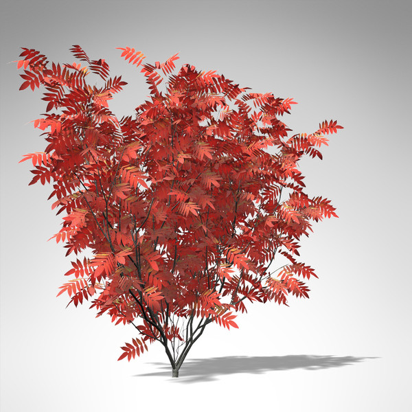 max xfrogplants staghorn sumac tree - XfrogPlants Staghorn Sumac... by xfrog