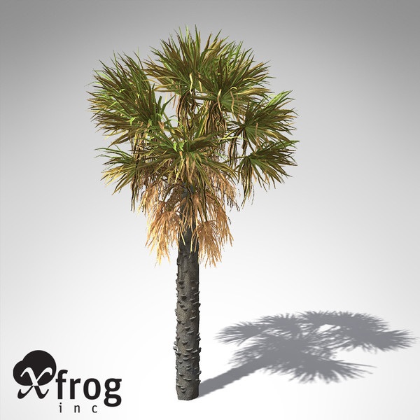 xfrogplants palmetto palm 3d model - XfrogPlants Palmetto... by xfrog