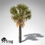 xfrogplants palmetto palm 3d model