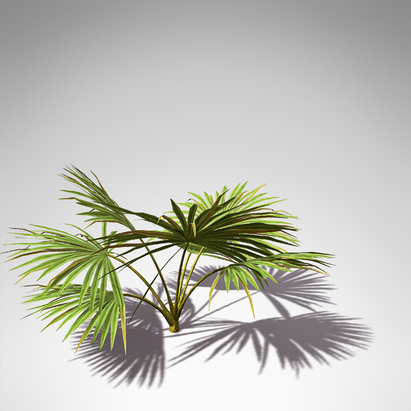xfrogplants palmetto palm 3d model - XfrogPlants Palmetto... by xfrog