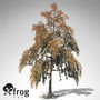 xfrogplants bald cypress tree 3ds