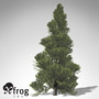 xfrogplants eastern arborvitae tree 3d lwo
