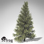 3d model xfrogplants eastern hemlock tree