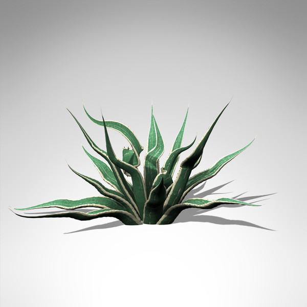 xfrogplants century plant 3ds - XfrogPlants Century Plant... by xfrog