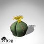 XfrogPlants Bishops Cap cactus