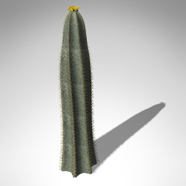 XfrogPlants Bishops Cap cactus