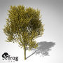 maya xfrogplants paloverde tree