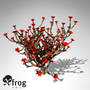 3dsmax xfrogplants staghorn cholla plant