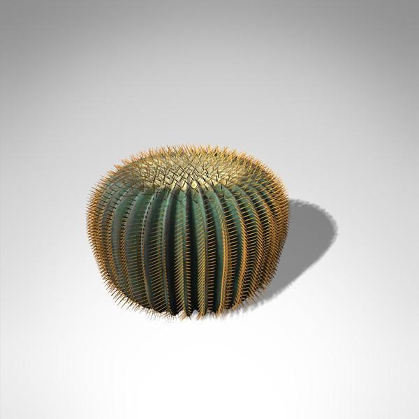 3d max xfrogplants barrel cactus plant - XfrogPlants Barrel Cactus... by xfrog