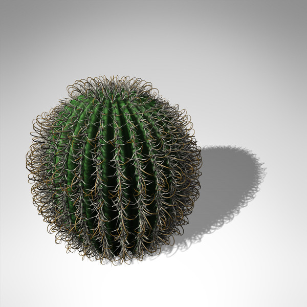 XfrogPlants Arizona Barrel Cactus
