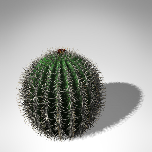 XfrogPlants Arizona Barrel Cactus