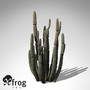 organ pipe cactus plant 3d model