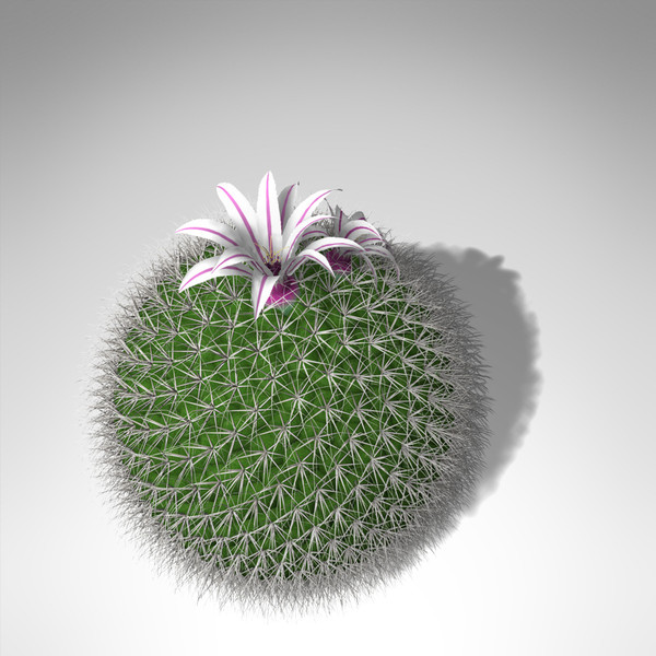 XfrogPlants Millers Pincushion
