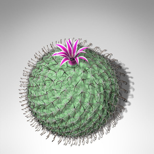XfrogPlants Millers Pincushion