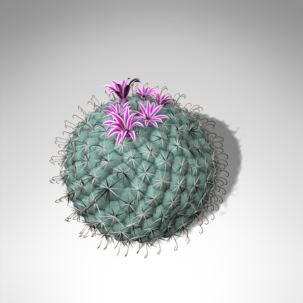 XfrogPlants Millers Pincushion