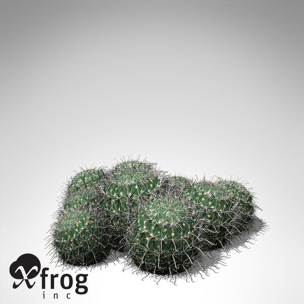 XfrogPlants Millers Pincushion