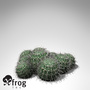XfrogPlants Millers Pincushion