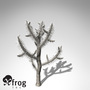 xfrogplants jumping cholla plant 3d model